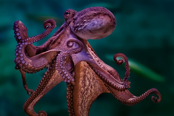 Kraken istand onion